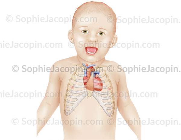 Position du cœur dans la cage thoracique d’un nourrisson - pédiatrie - © sophie jacopin