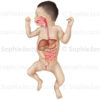 Système digestif chez le nourrisson, appareil digestif, pédiatrie © sophie jacopin