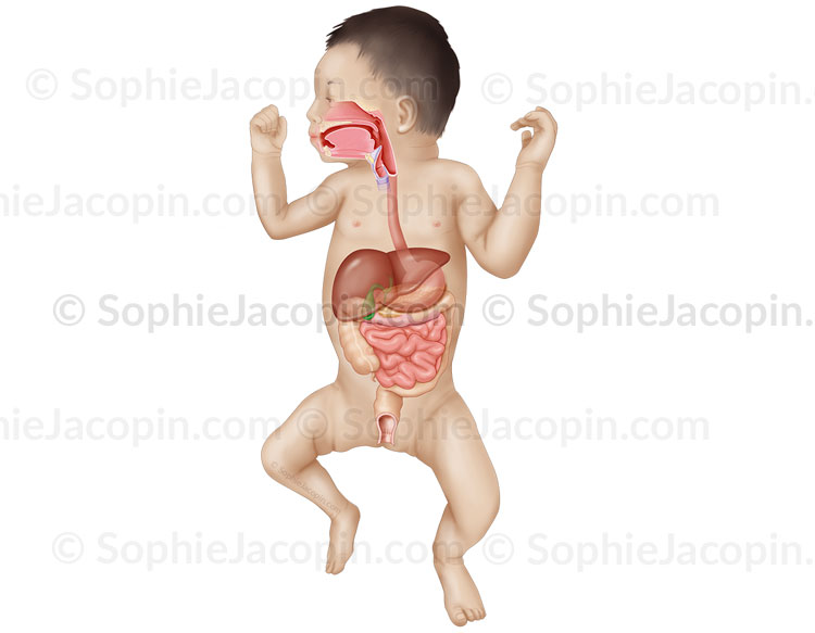 Systeme Digestif Du Nourrisson Illustration Sophie Jacopin