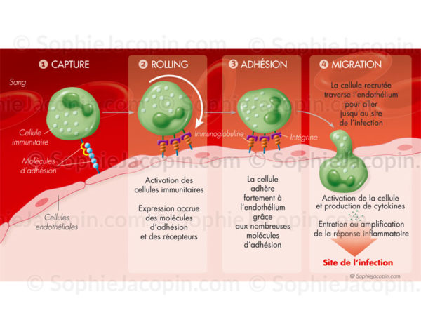 Immunité innée et adhésion membranaire, production de cytokines et réponse inflammatoire- © sophie jacopin