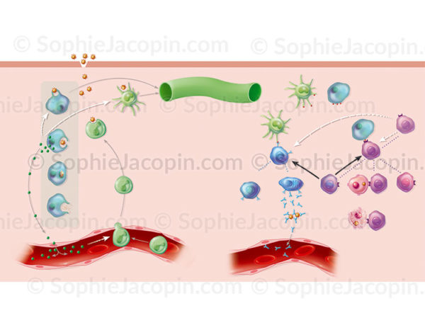 Immunité innée et immunité adaptative, les défenses du système immunitaire - © sophie jacopin