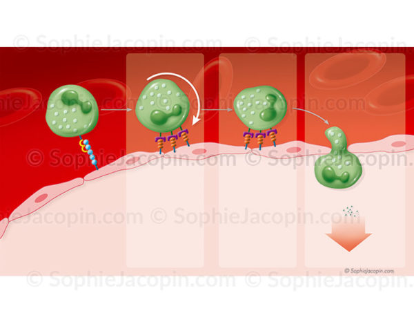 Recrutement des cellules immunitaires, immunité innée - © sophie jacopin