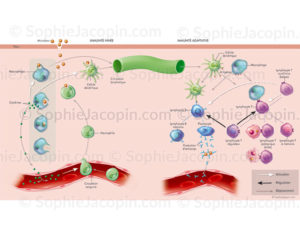 Cellules immunitaires, mmunité innée, immunité adaptative - © sophie jacopin