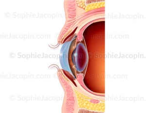 Anatomie de la paupière et de l'œil - © sophie jacopin
