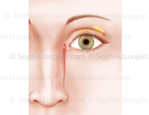 Appareil lacrymal, canal et glande lacrymale, glande de Meibomius - © sophie jacopin