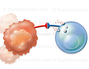 Cancer, activation des lymphocytes T, réponse immunitaire au cancer - © sophie jacopin