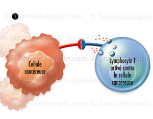 Cancer, activation des lymphocytes T, réponse immunitaire au cancer - © sophie jacopin