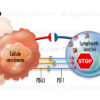 Cancer, complexe PD-L1 PD-1 neutralisation de la réponse immunitaire contre la cellule cancéreuse- © sophie jacopin