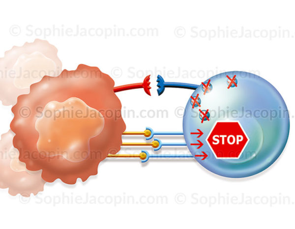 Cancer, complexe PD-L1 PD-1 neutralisation de la réponse immunitaire contre la cellule cancéreuse- © sophie jacopin