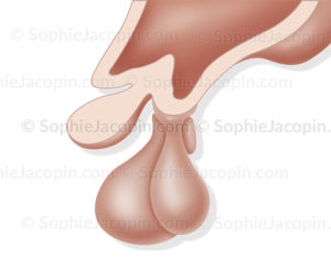 Glande hypophyse, glande endocrine, cerveau - © sophie jacopin