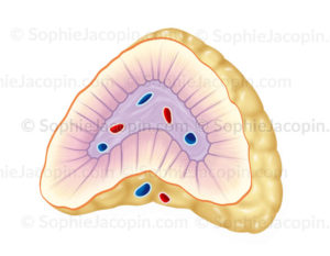 Glande surrénale en coupe, glande endocrine - © sophie jacopin