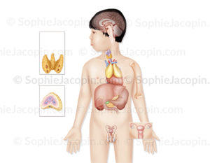 Glandes endocrines, système endocrinien chez un enfant de 5 ans - © sophie jacopin