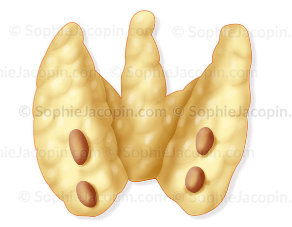 Glandes parathyroïdes sur une vue postérieure de la glande thyroïde - © sophie jacopin