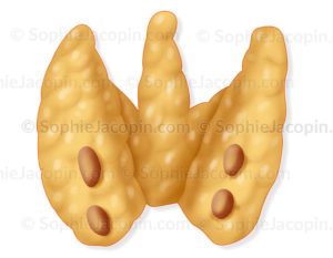 Glandes parathyroïdes sur une vue postérieure de la glande thyroïde - © sophie jacopin
