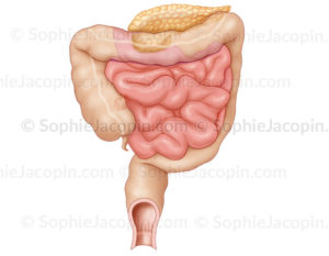 Intestins chez le nourrisson, intestin grêle, gros intestin, pédiatrie - © sophie jacopin