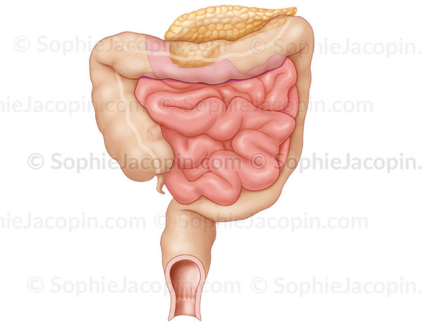 Intestins chez le nourrisson, intestin grêle, gros intestin, pédiatrie - © sophie jacopin
