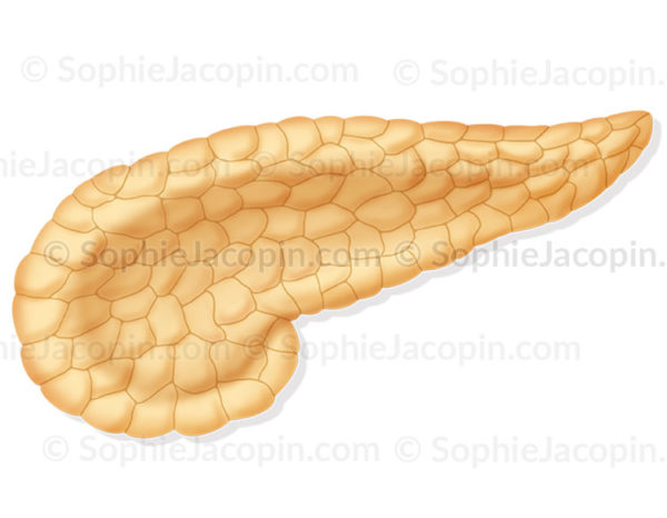 Pancréas en vue antérieure, glande endocrine - © sophie ajcopin