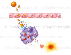Réaction allergique à la présence d'un allergène : le pollen - c sophie jacopin