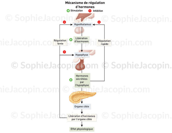 Régulation hormonale, mécanisme de rétro-inhibition et rétroactivation des sécrétions hormonales - © sophie jacopin