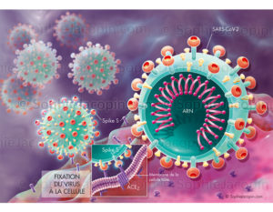 SARS-Cov-2-spicule, fixation du coronavirus à la cellule hôte - © sophie jacopin