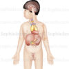 Système endocrinien chez un enfant de 5 ans, glandes endocrines - © sophie jacopin