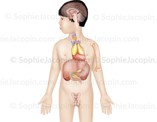 Système endocrinien chez un enfant de 5 ans, glandes endocrines - © sophie jacopin