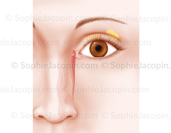 Système lacrymal, canal et glande lacrymale, glande de Meibomius - © sophie jacopin