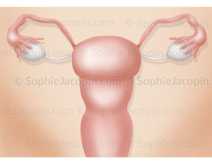 Utérus sur une vue antérieure, organes génitaux féminins - © sophie jacopin