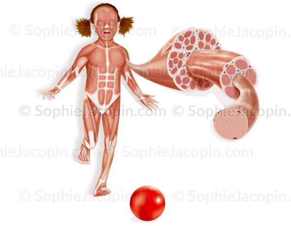 Appareil musculaire, muscle et structure musculaire, du tendon, faisceau, à la fibre musculaire- © sophie jacopin