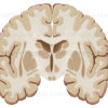 Cerveau, coupe frontale en avant du tronc cérébral- © sophie jacopin