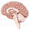Coupe sagittale de l'encéphale, cerveau, cortex, diencéphale, hypophyse, cervelet, tronc cérébral - © sophie jacopin