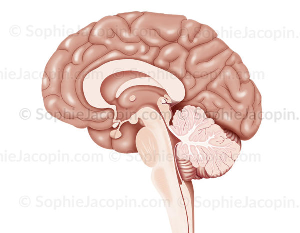 Coupe sagittale de l'encéphale, cerveau, cortex, diencéphale, hypophyse, cervelet, tronc cérébral - © sophie jacopin