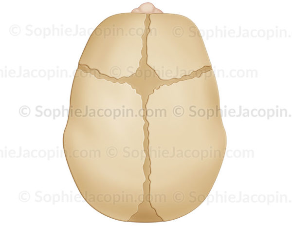 Crâne du nourrisson en vue supérieure, fontanelle, sutures, pédiatrie. - © sophie jacopin