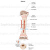 Croissance osseuse de l’enfant, développement osseux, structure cartilagineuse, pédiatrie - © sophie jacopin