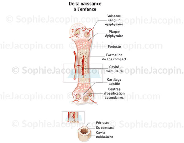 Croissance osseuse du nourrisson, développement osseux, structure cartilagineuse, pédiatrie - © sophie jacopin