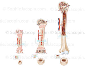 Développement osseux sur un humérus à la naissance, chez l’enfant et l’adulte - © sophie jacopin