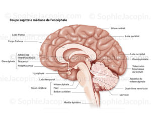 Encéphale en coupe médiane, cerveau, cortex, diencéphale, hypophyse, cervelet, tronc cérébral - © sophie jacopin