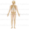 Squelette d’une adulte, vu de face, tête et crâne de profil, en position anatomique.- © sophie jacopin