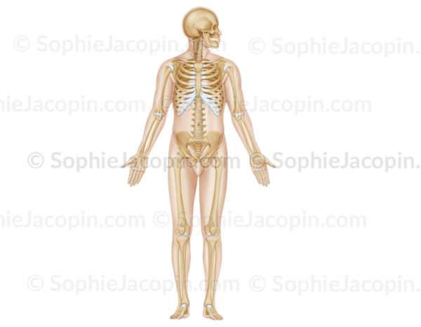 Squelette d’une adulte, vu de face, tête et crâne de profil, en position anatomique.- © sophie jacopin