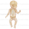 Squelette du nourrisson sur une vue antérieure avec le crâne de profil, pédiatrie. - © sophie jacopin