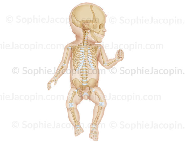 Squelette du nourrisson sur une vue antérieure avec le crâne de profil, pédiatrie. - © sophie jacopin