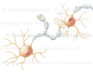 Structure du neurone, corps cellulaire, axone, dendrites, synapses, bouton synaptique - © sophie jacopin