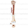 Structure de l’os chez l’adulte, développement osseux, structure cartilagineuse, humérus - © sophie jacopin