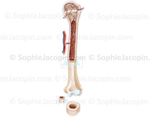 Structure de l’os chez l’adulte, développement osseux, structure cartilagineuse, humérus - © sophie jacopin