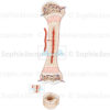 Structure de l’os chez l’enfant, développement osseux, structure cartilagineuse, pédiatrie - © sophie jacopin
