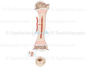 Structure de l’os chez l’enfant, développement osseux, structure cartilagineuse, pédiatrie - © sophie jacopin