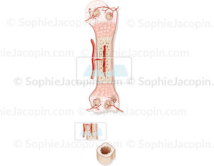 Structure de l’os à la naissance, développement osseux, structure cartilagineuse, pédiatrie - © sophie jacopin
