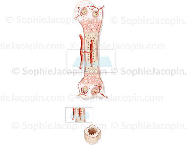 Structure de l’os à la naissance, développement osseux, structure cartilagineuse, pédiatrie - © sophie jacopin