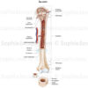 Structure osseuse adulte, développement osseux, structure cartilagineuse, humérus - © sophie jacopin