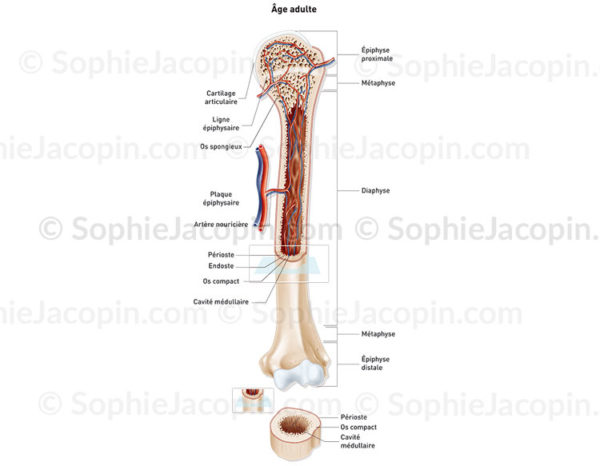 Structure osseuse adulte, développement osseux, structure cartilagineuse, humérus - © sophie jacopin